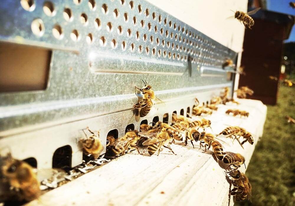 Non pensate di fare soldi facilmente con le api