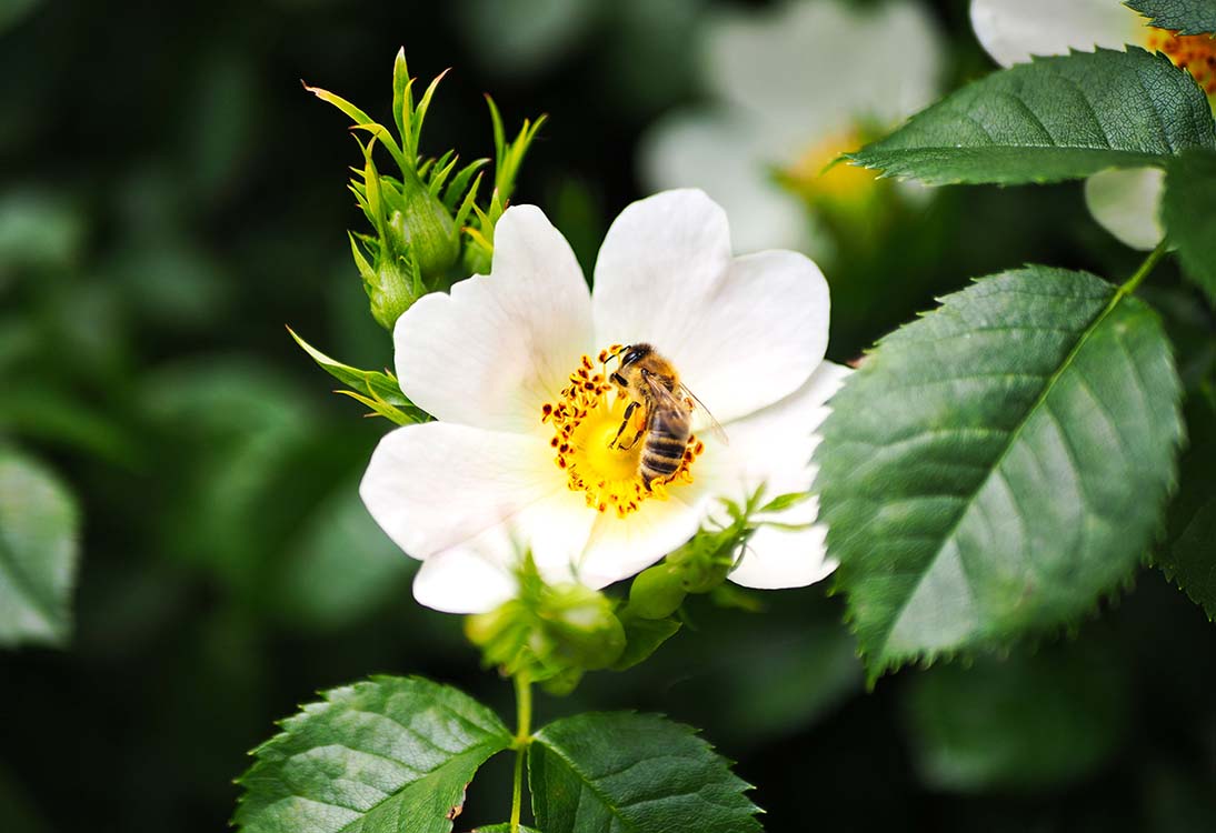 Fiori per api e insetti impollinatori